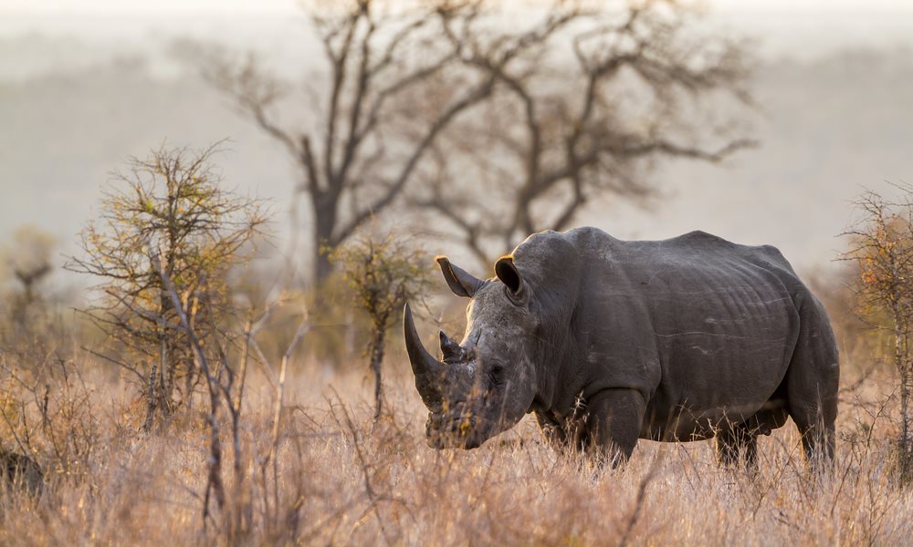 Madikwe2